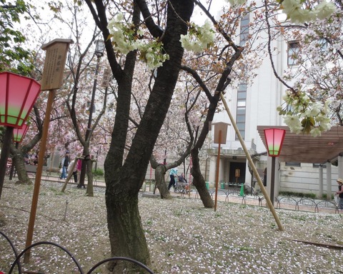 造幣局　桜の通り抜け　I氏撮影①