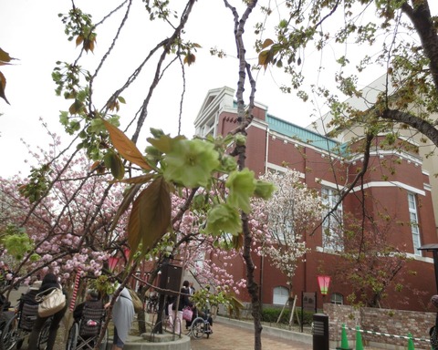 造幣局　桜の通り抜け　I氏撮影②