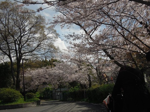 4月6日　散歩③