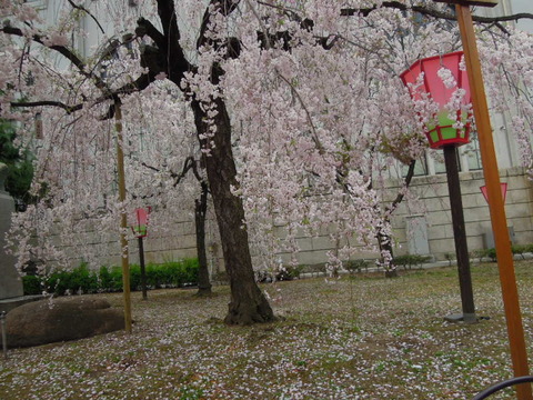 造幣局の桜を見てきました！圧巻です！