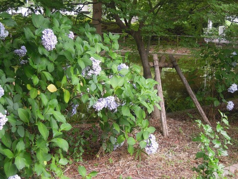 紫陽花キレイだね