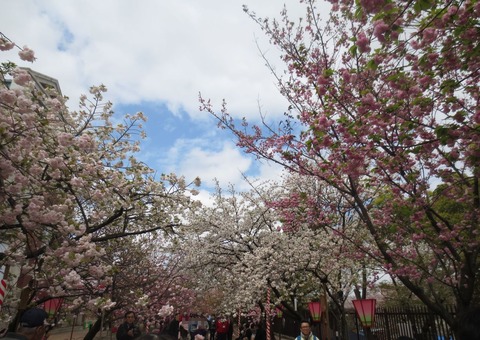 造幣局の桜並木の風景