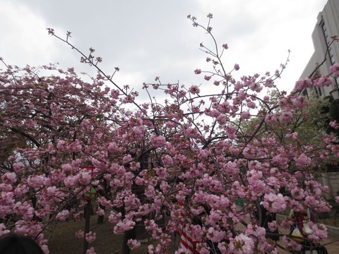 見事な紅桜