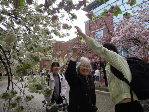 観桜会