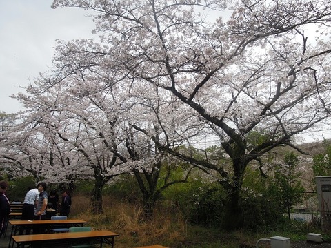 観桜会