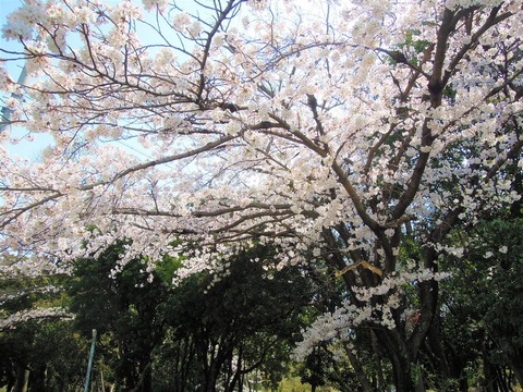 1DSCN0380 桜